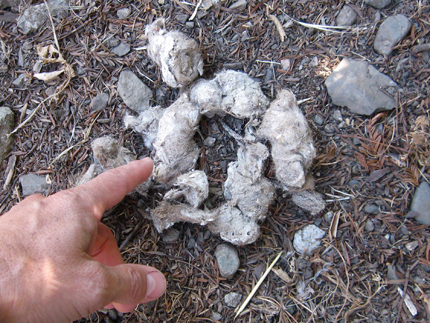 mountain lion scat