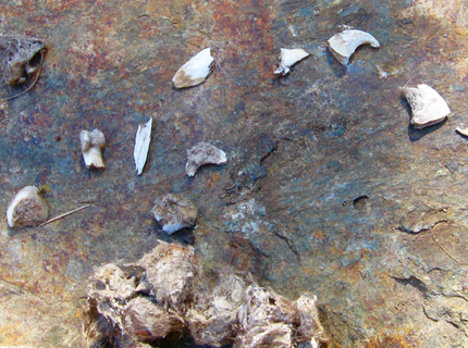 mountain lion scat with mountain lion claws