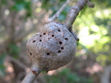 Coast Live Oak Gall