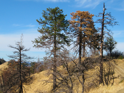 ponderosa pine tree dead, burned, live