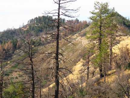 ponderosa pine tree forest burned