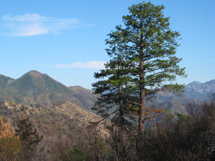 ponderosa pine tree