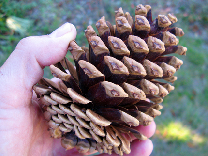 ponderosa pine tree cone in the hand