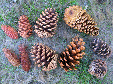 ponderosa pine tree seed cones