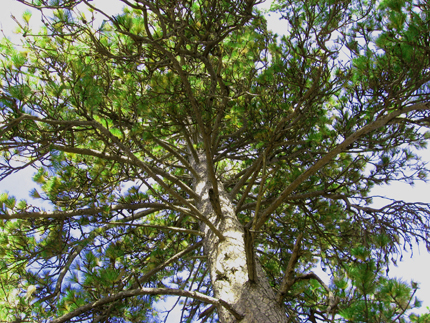 ponderosa pine tree