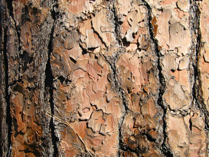 ponderosa pine tree bark