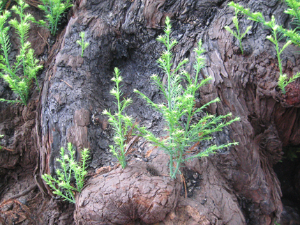 redwood sprouts from bark of tree