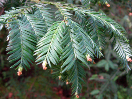 redwood pollen cones