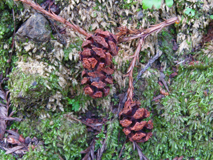redwood seed cones (female)