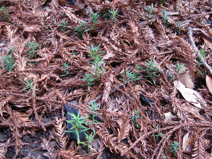 redwood seedling sprouts