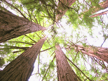 Redwoods in Big Sur
