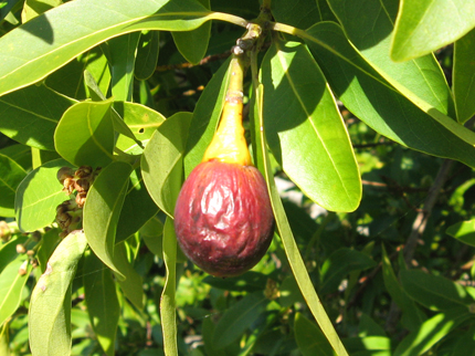 Ripe California Bay nut