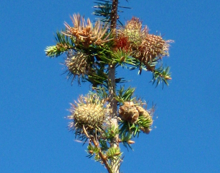 Santa Lucia Fir female seed cone