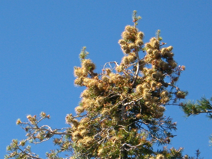 Santa Lucia Fir female seed cones