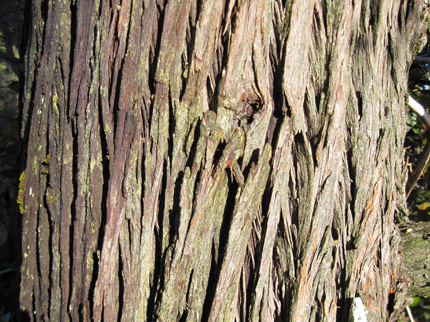 sargent cypress bark