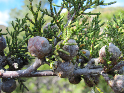 sargent cypress  seed cones