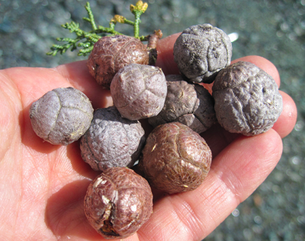 sargent cypress seed cones