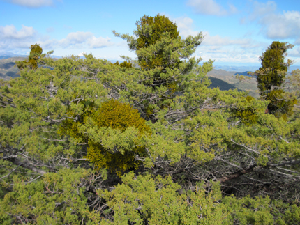 sargent cypress mistletoe