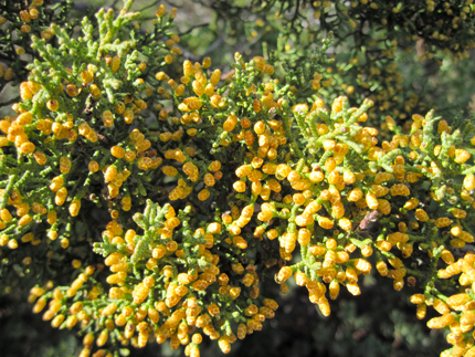 sargent cypress pollen cones