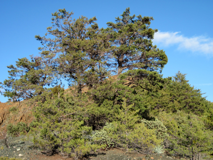 sargent cypress trees