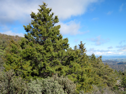 Sargent Cypress Tree