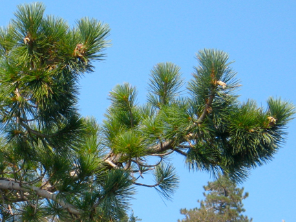 sugar pine needles