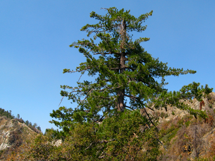 sugar pine tree