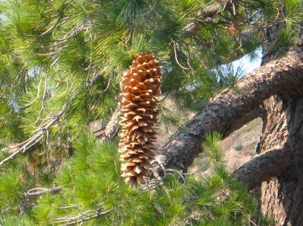 sugar pine cones