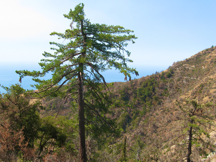 sugar pine trees