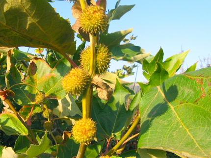 Sycamore Seed Balls