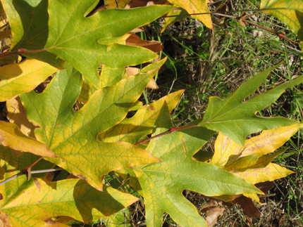 Sycamore Tree fall color