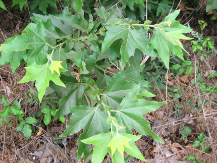 Sycamore Tree leaves