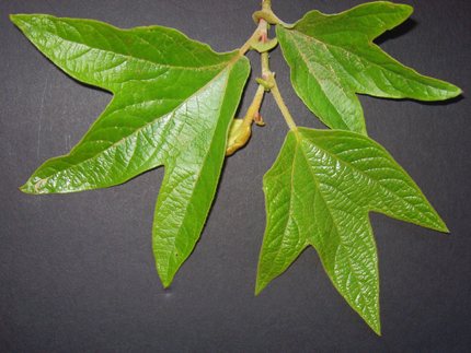 sycamore leaves