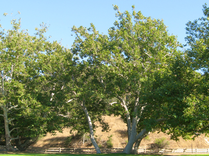 Sycamore Tree