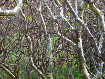 sycamore trees