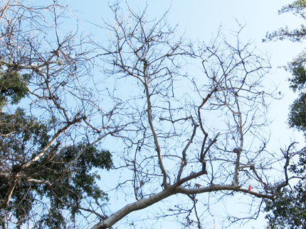 sycamore in winter