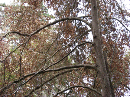 tan bark oak SODS death