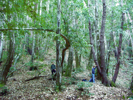 tan bark oak forest