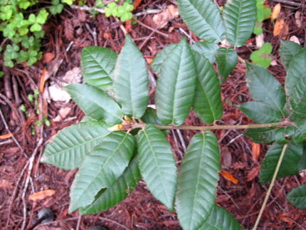 tan bark oak leaves