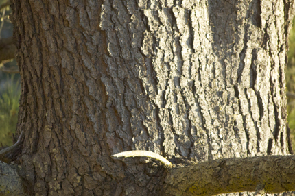 Torrey Pine Bark