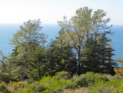Torrey Pines in Big Sur