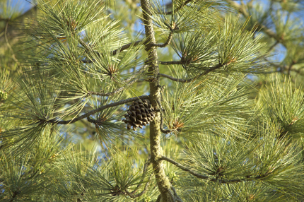 Torrey Pine Needles and Branch