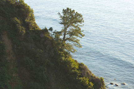 Torrey Pine