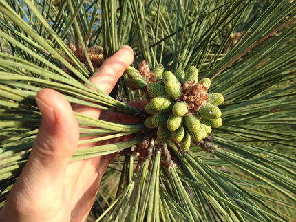 Torrey Pine pollen cone