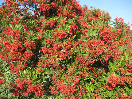 toyon arbutifolia heteromeles when