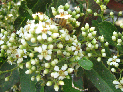 Toyon Flowers with bee