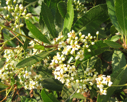 toyon flowers