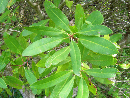 toyon leaves