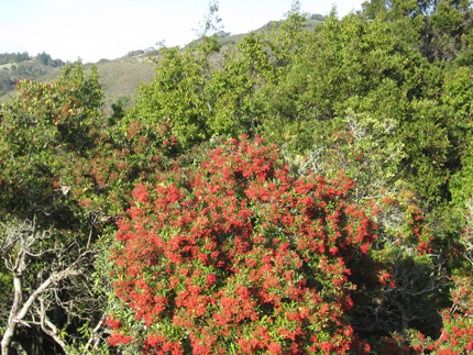 Toyon Tree