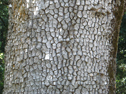 valley oak bark